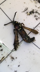 Paranthrene simulans