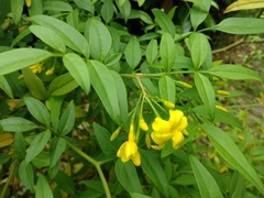 Chrysojasminum humile