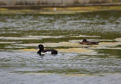 Aythya fuligula