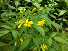 Chrysojasminum humile