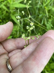 Thalictrum macrostylum