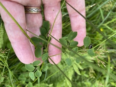 Thalictrum macrostylum