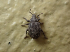 Romualdius scaber