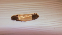 Anacampsis coverdalella