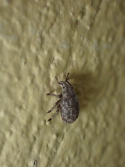 Romualdius scaber