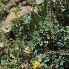 Medicago cretacea