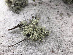 Cladonia dimorphoclada