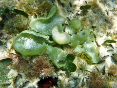 Dictyosphaeria cavernosa