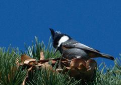 Periparus ater melanolophus