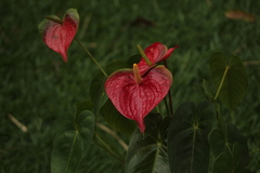 Anthurium andraeanum