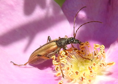 Lepturobosca chrysocoma