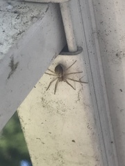 Philodromus dispar
