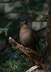 Turdus boulboul
