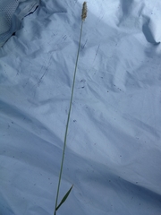 Alopecurus pratensis