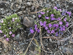 Phlox hoodii