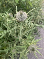 Cirsium vulgare