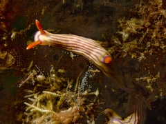 Hypselodoris maridadilus