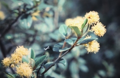 Pomaderris intermedia