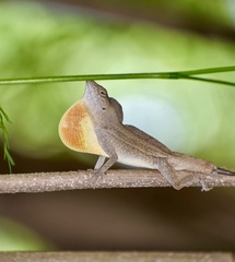 Anolis jubar oriens