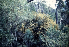 Pomaderris intermedia