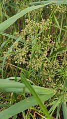 Scirpus radicans