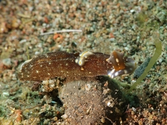 Spinoaglaja orientalis