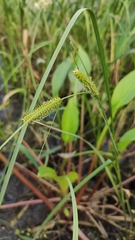 Carex rostrata