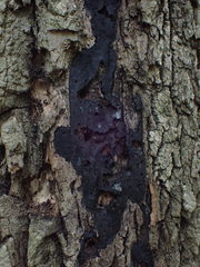 Biscogniauxia mediterranea