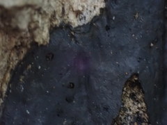 Biscogniauxia mediterranea