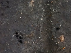 Biscogniauxia mediterranea