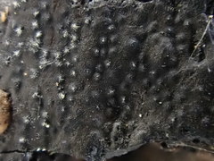 Biscogniauxia mediterranea