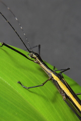 Paraphasma
