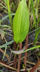 Alisma plantago-aquatica