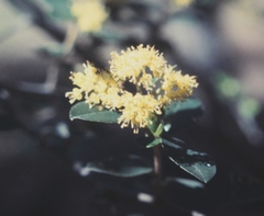 Pomaderris intermedia