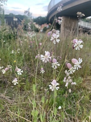 Silene vulgaris