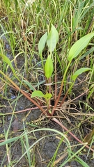 Alisma plantago-aquatica