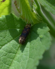 Agrilinae