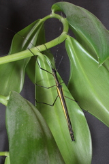 Paraphasma
