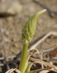 Himantoglossum caprinum