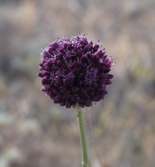 Allium atroviolaceum