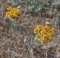 Tanacetum achilleifolium