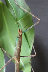 Canuleius