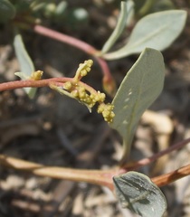 Atriplex verrucifera
