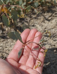 Atriplex verrucifera