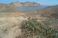 Atriplex verrucifera
