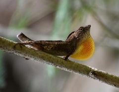 Anolis jubar oriens