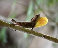 Anolis jubar oriens
