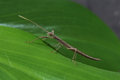 Xerosoma canaliculatum