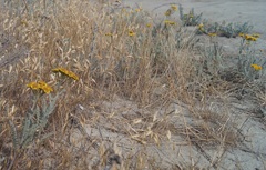 Tanacetum achilleifolium