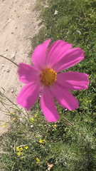 Cosmos bipinnatus